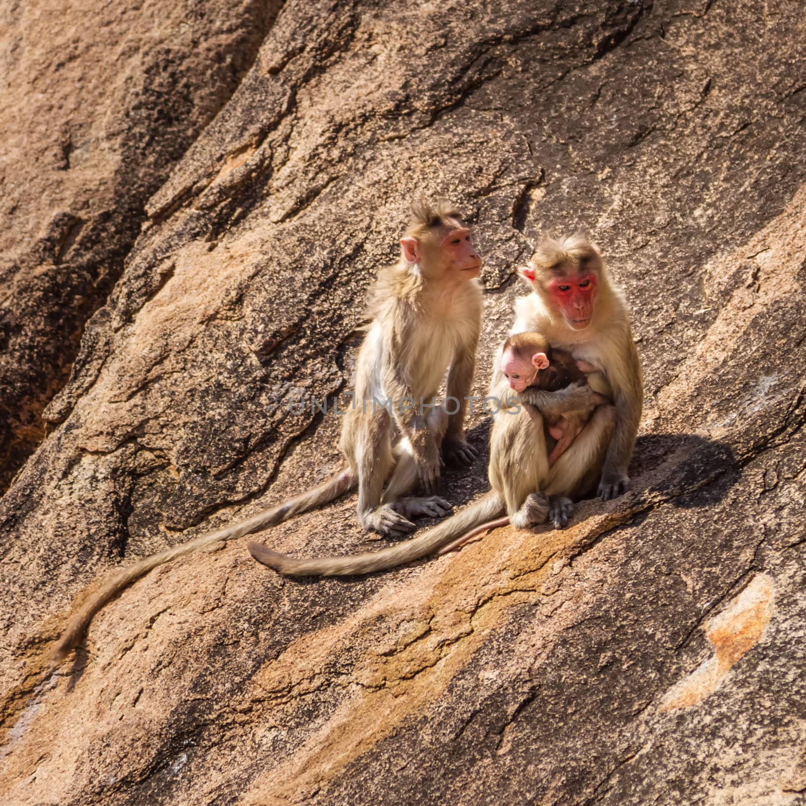 Monkey family sitting on the rock in mountain