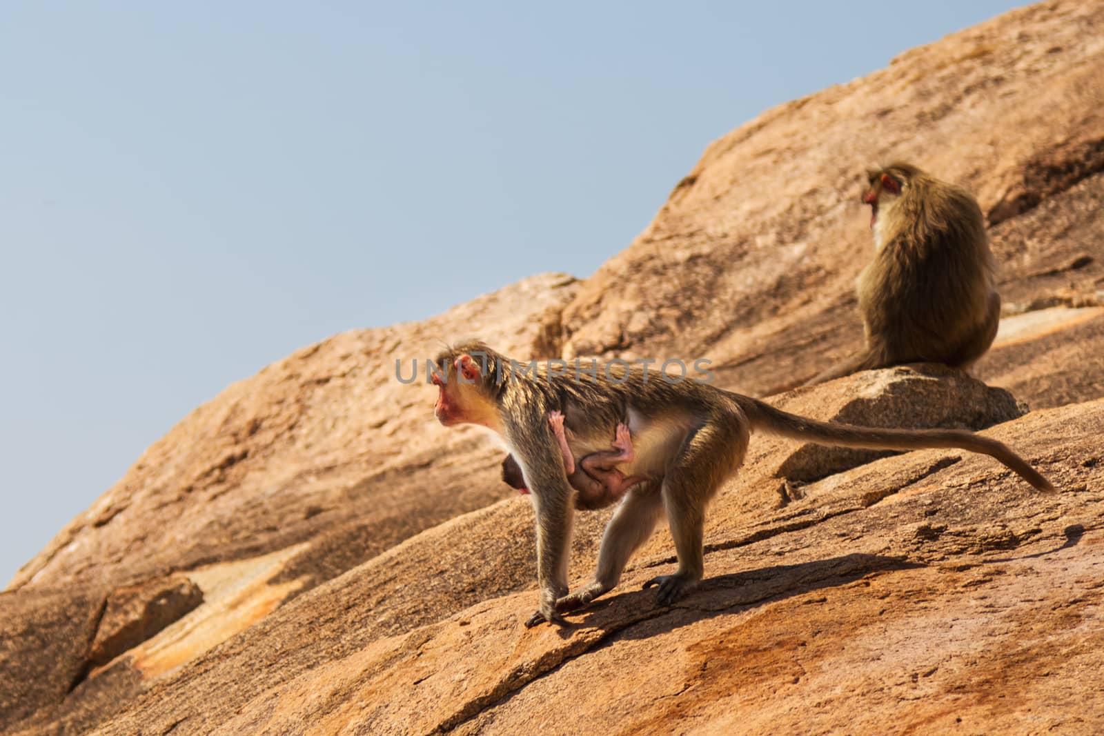 Monkey family on the rock in mountain