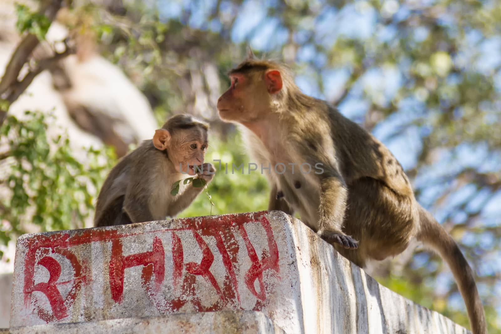 Monkey with child sitting on the stone