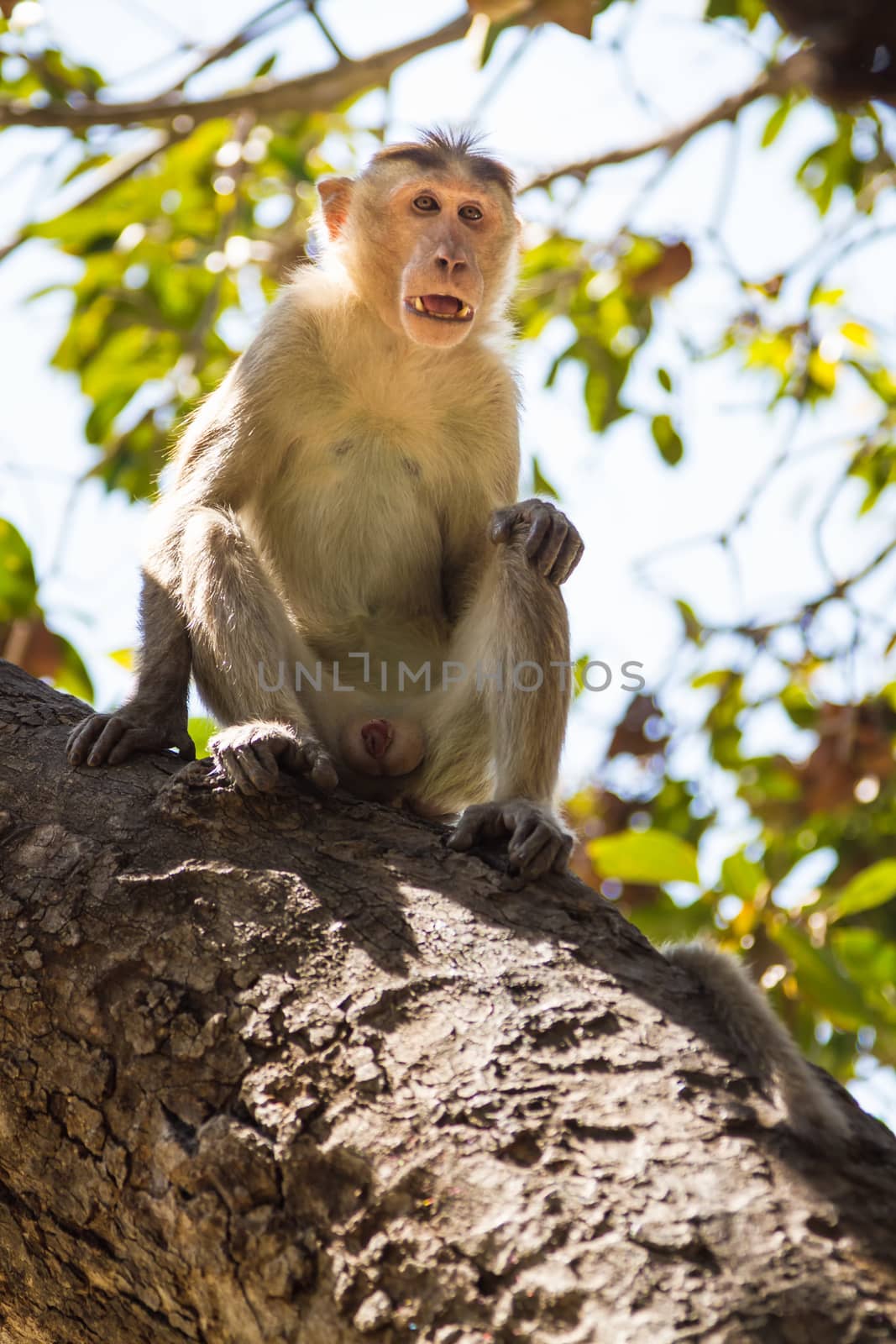 Monkey sitting on tree in jungle