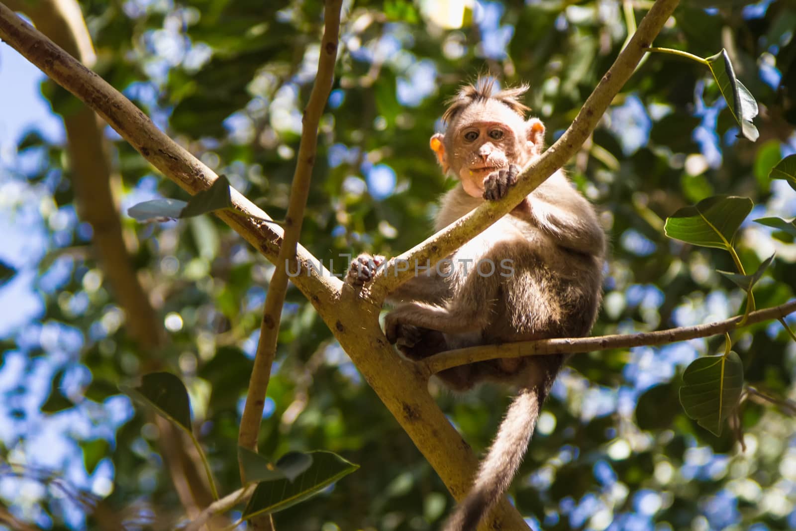 Monkey sitting on branch in jungle