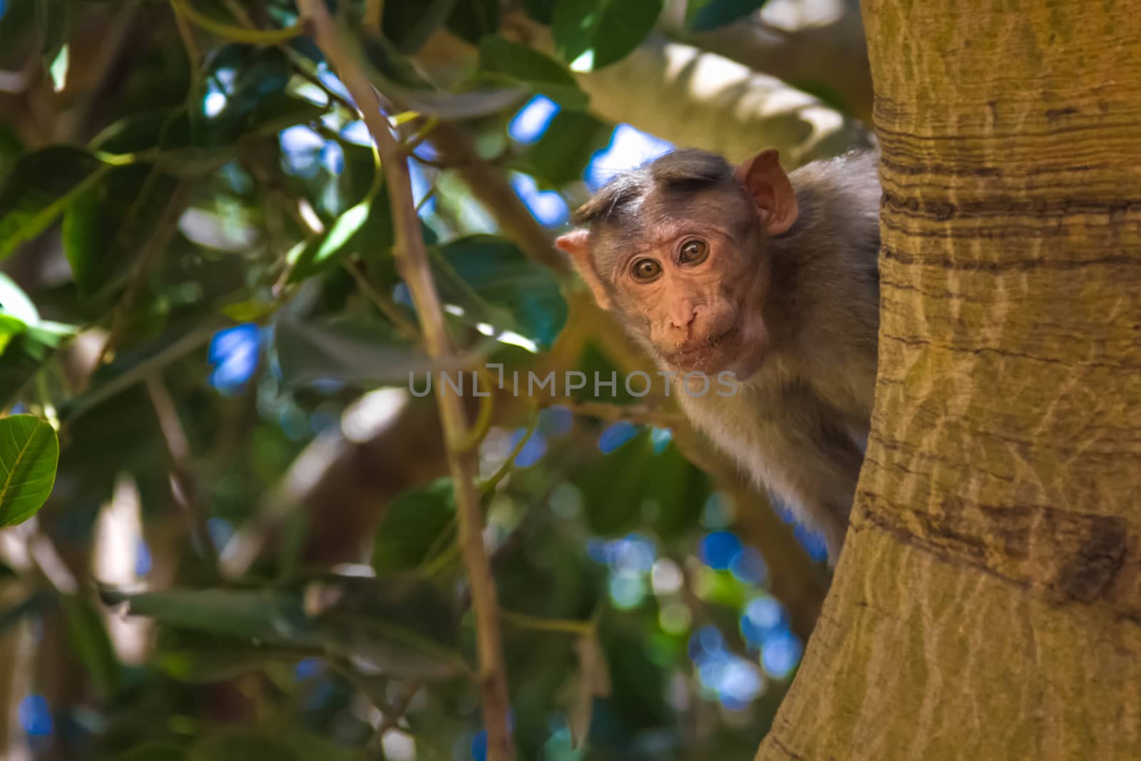 Monkey sitting on tree in jungle