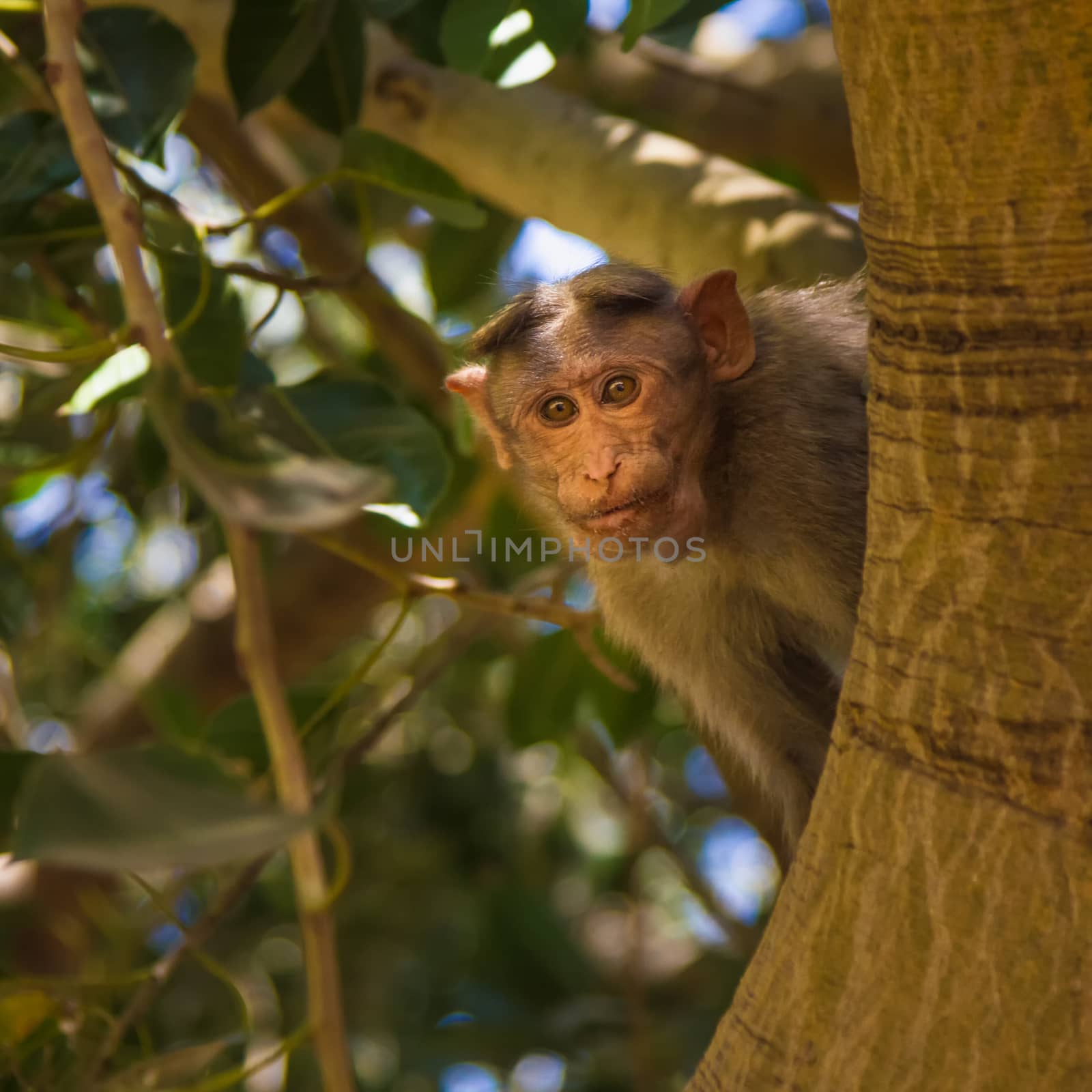 Monkey sitting on tree in jungle
