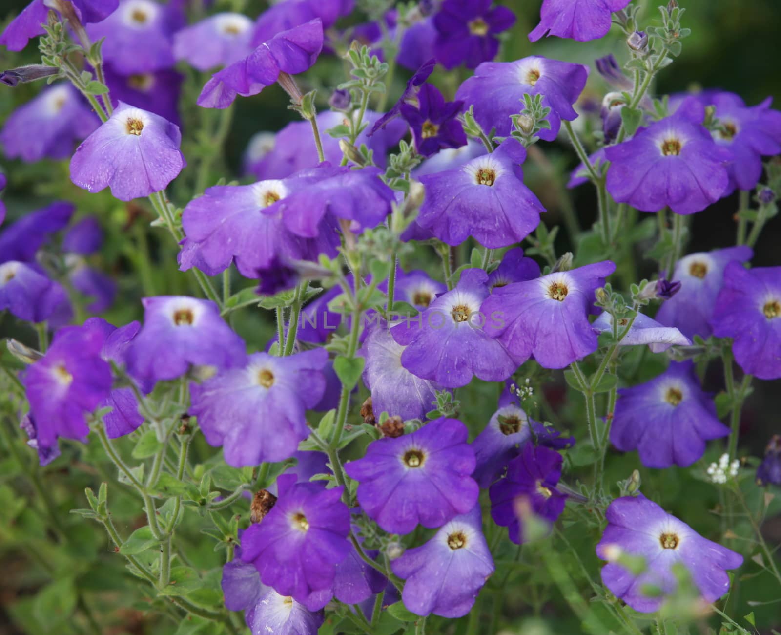 magenta petunia flowers on green background