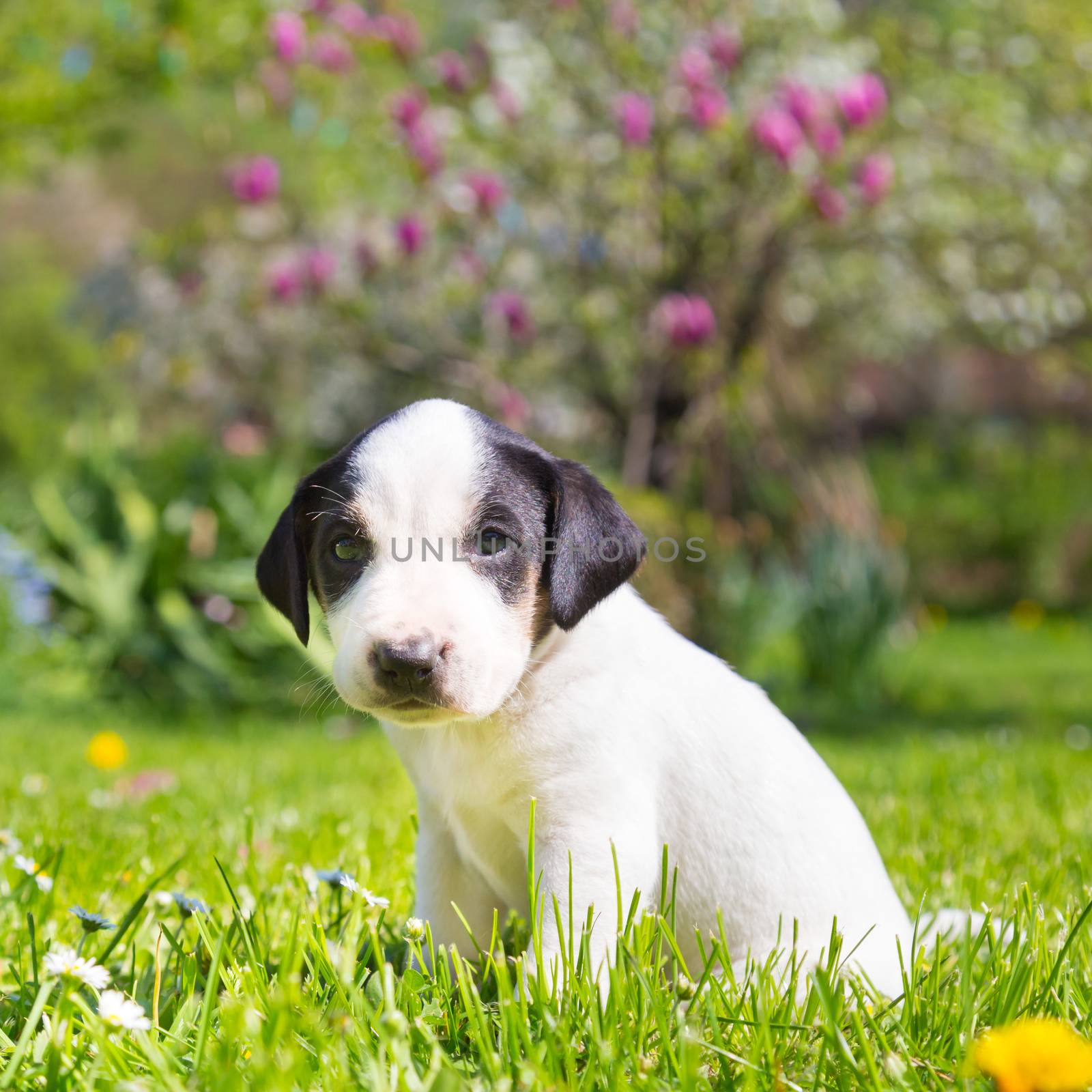 Mixed-breed cute little puppy on grass. by kasto