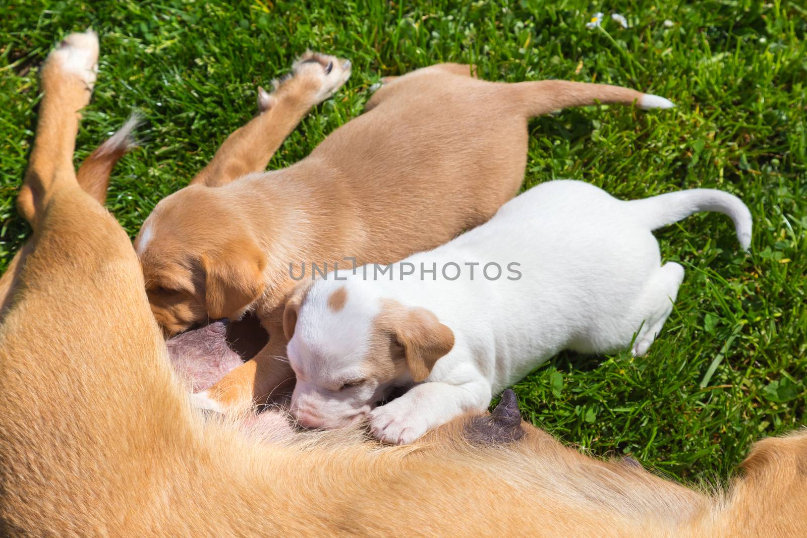 Mixed-breed bitch breast feeding her cute little puppies outdoors on a meadow on a sunny spring day.