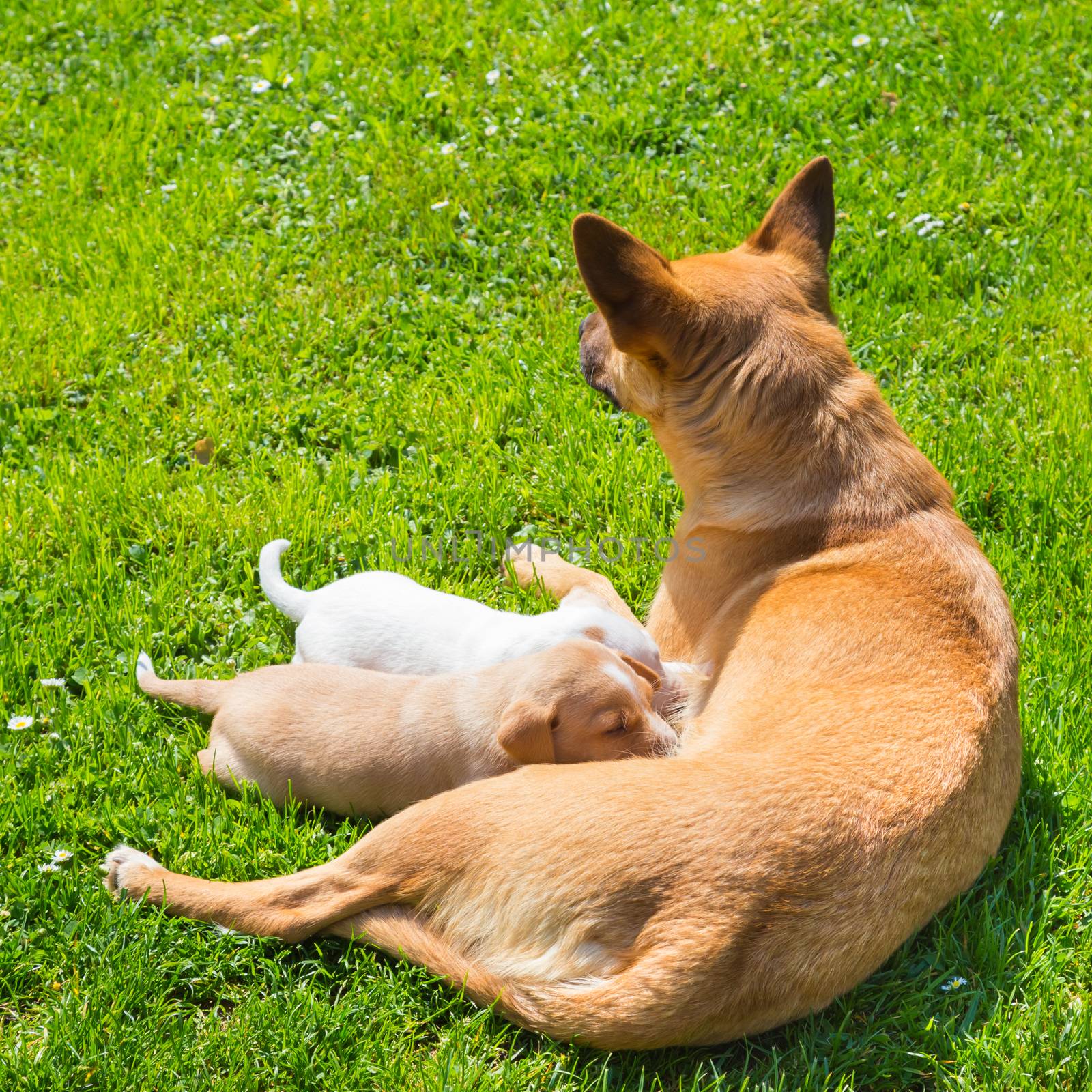 Mixed-breed cute little dog family. by kasto