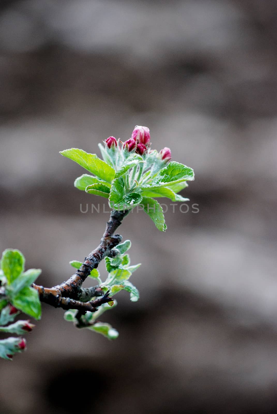 Macro view white flowers of apple tree, so called pink phase of a blossom