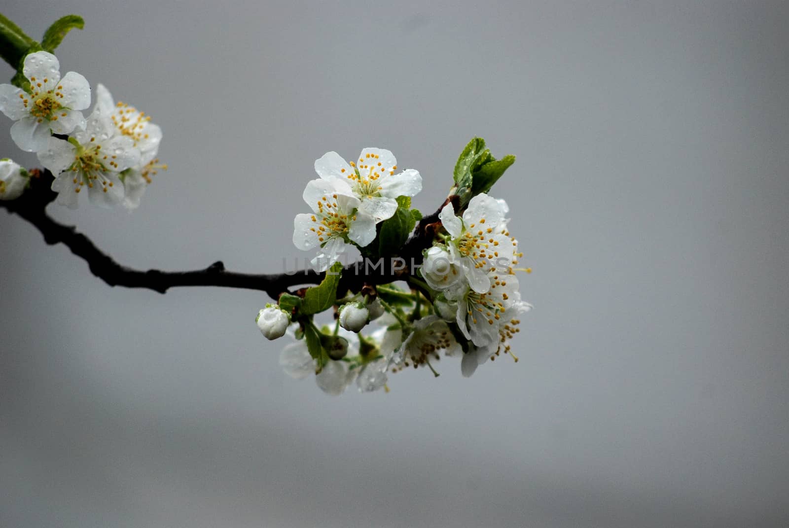 plum blossom in april, picture of spring 