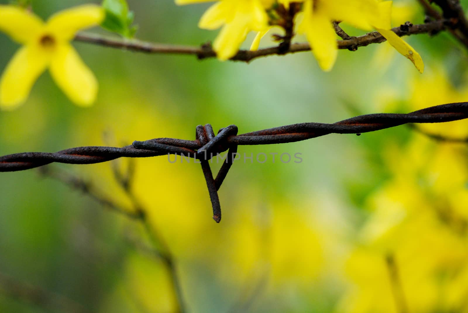Barbed wire, rusty against yellow  spring flowers