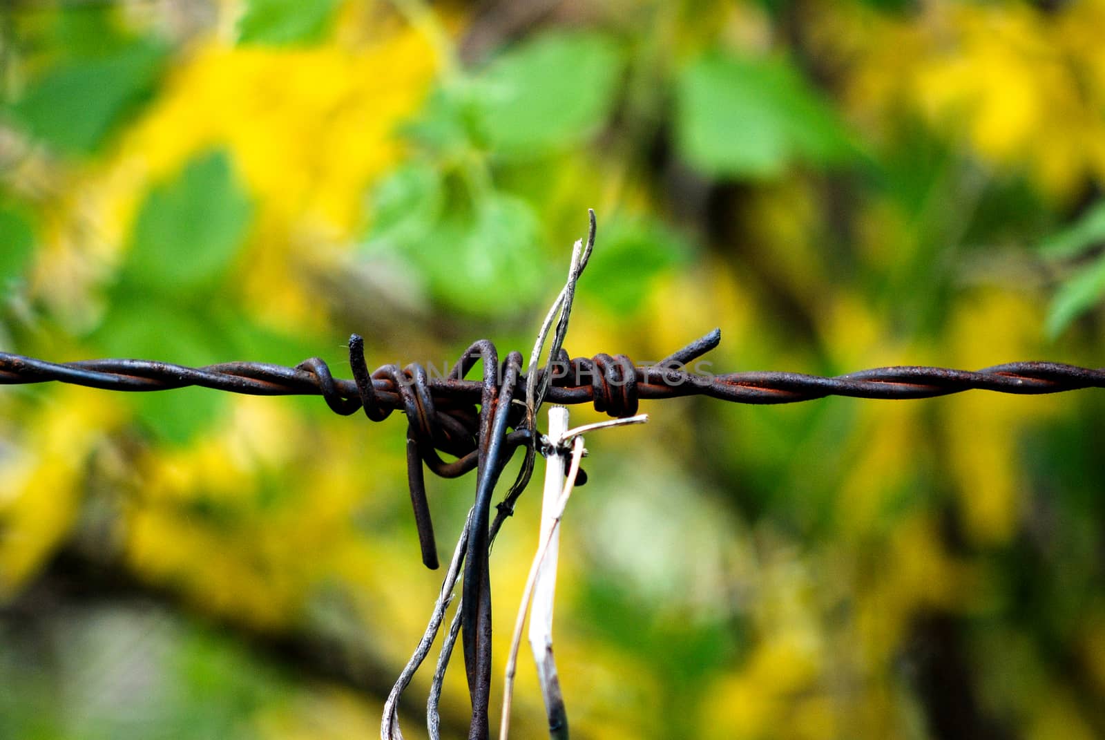Barbed wire, rusty against yellow  spring flowers
