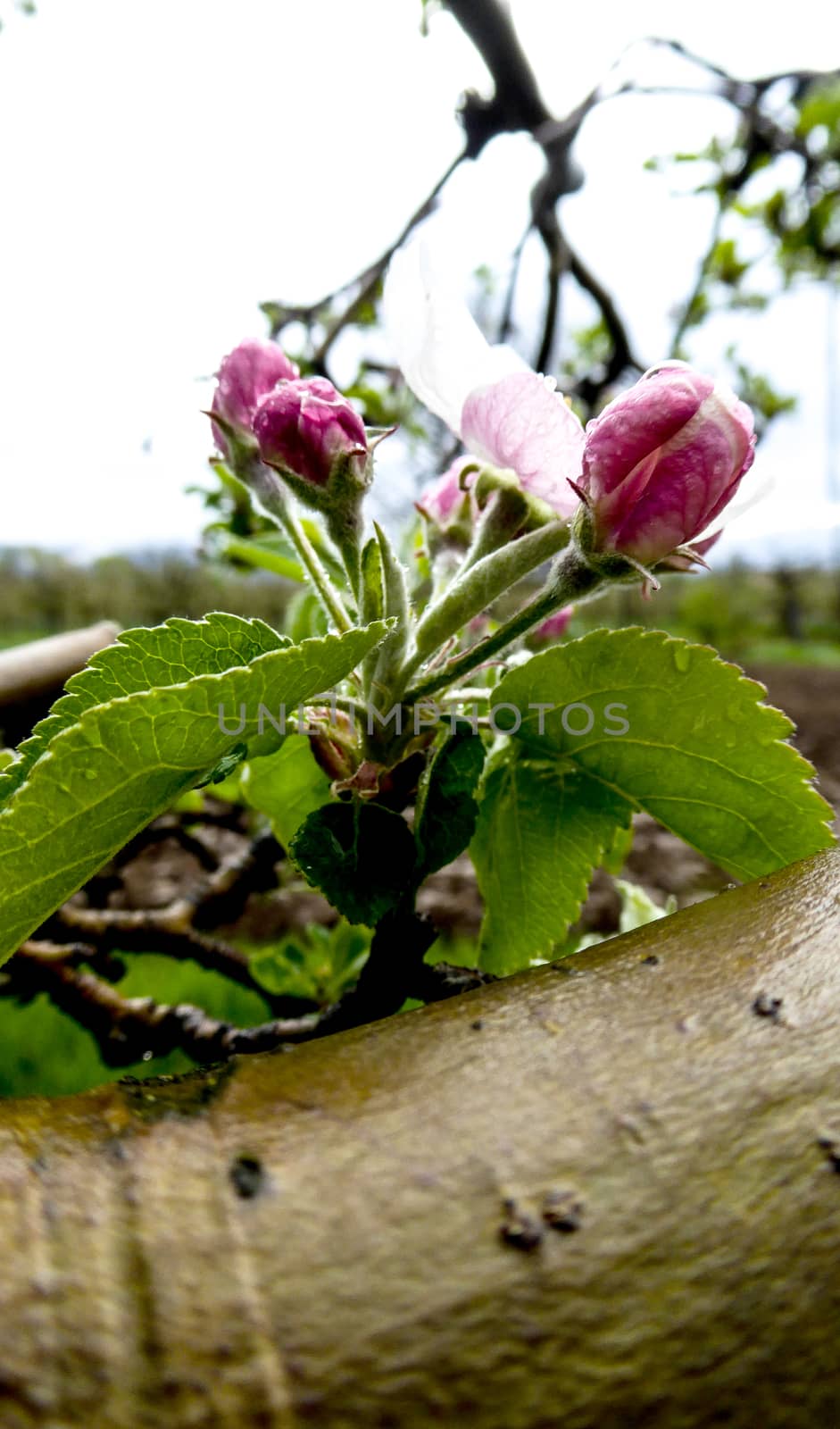 Macro view white flowers of apple tree, so called pink phase of a blossom