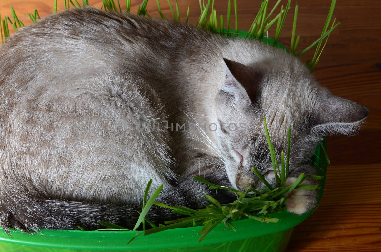 kitten sleeping in grass by sarkao