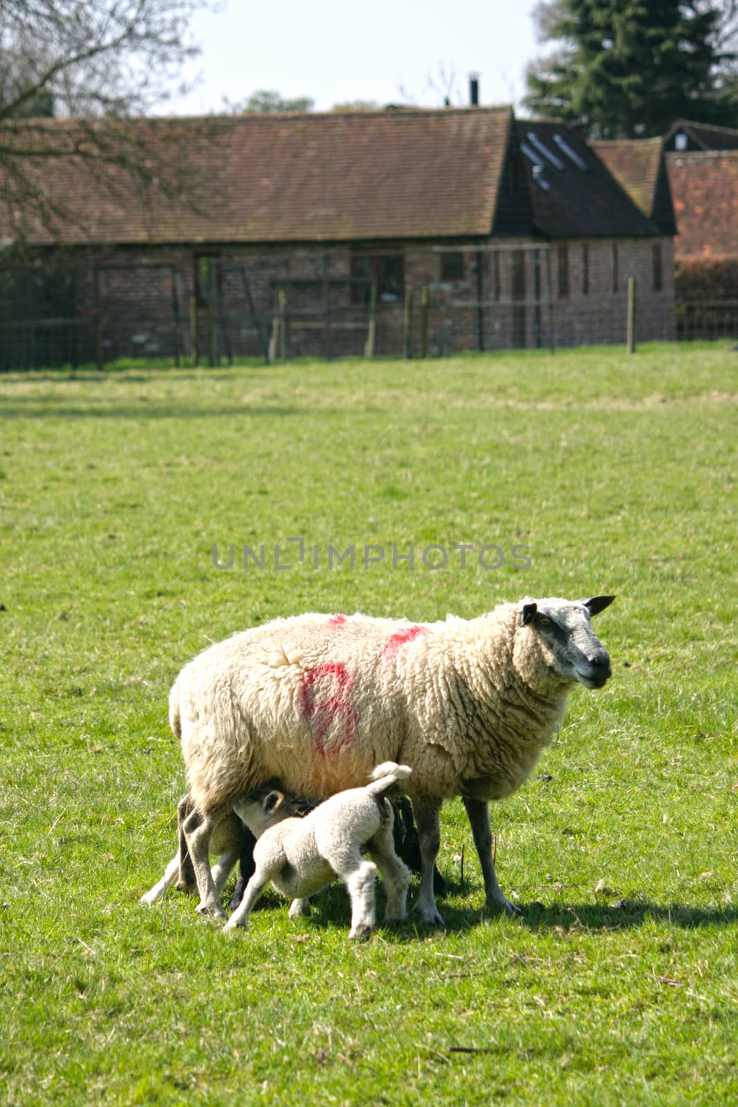 Spring lambs feeding with the mother sheep.