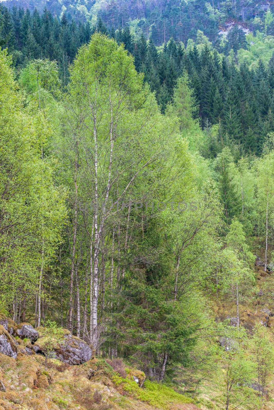 scenic landscapes of the northern Norwegian fjords in  spring .