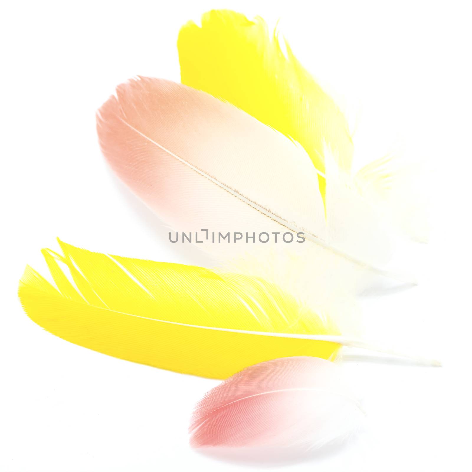 Colorful bird feathers, isolated on white background