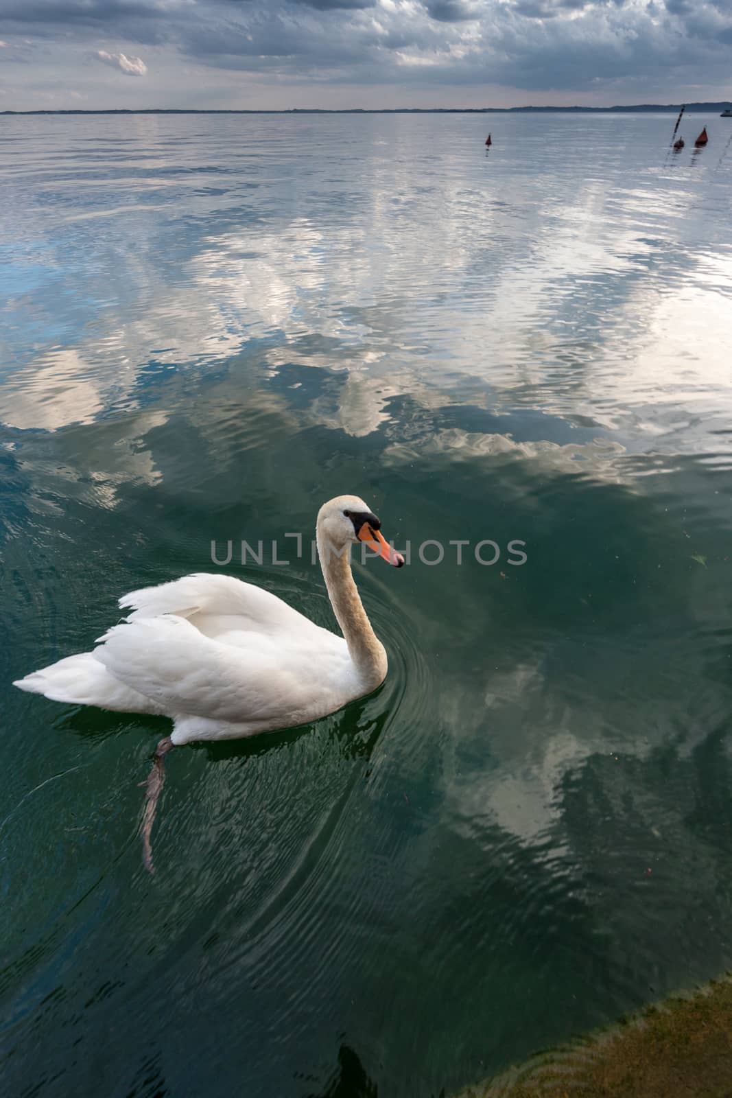 White swan on the water surface. Italy