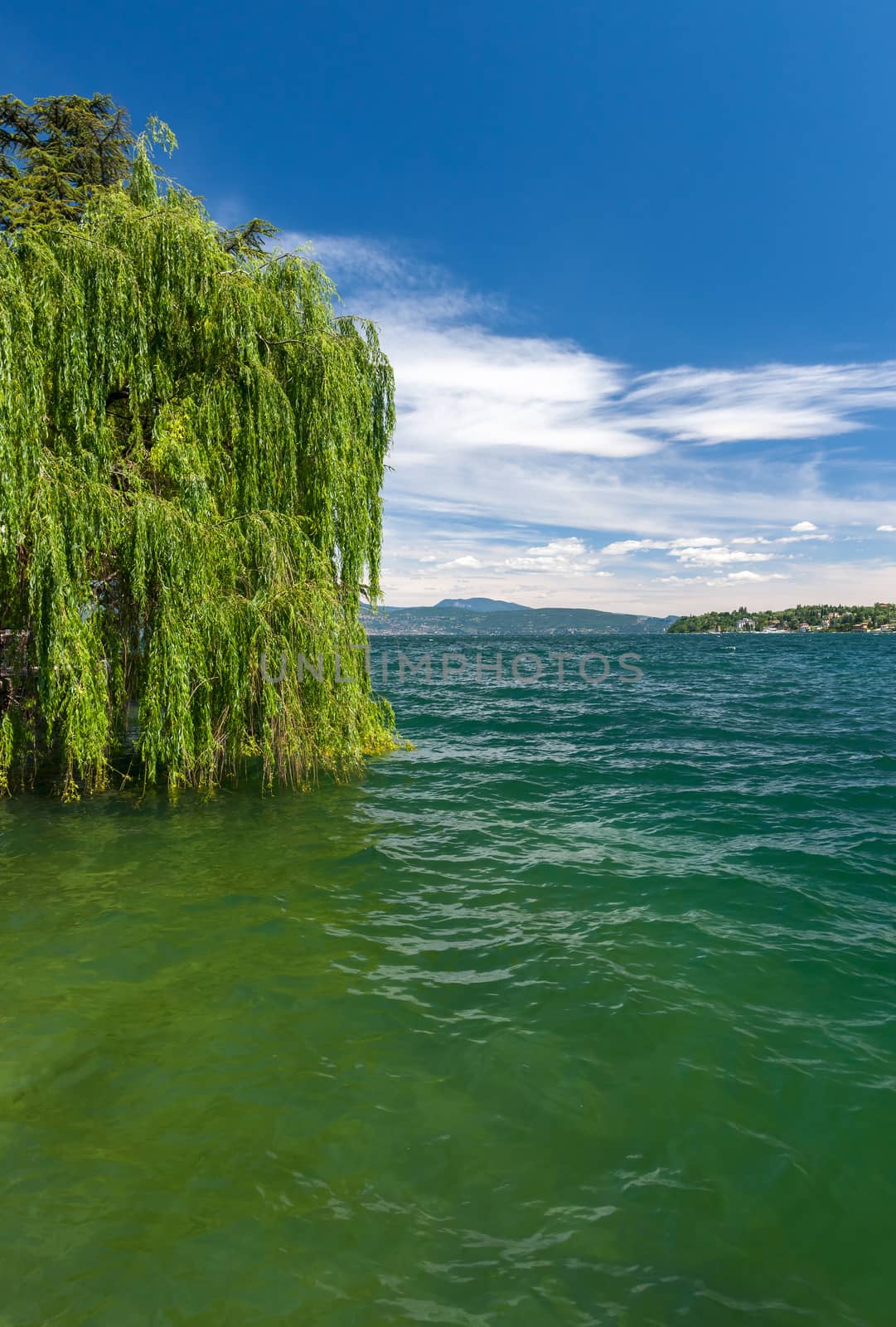 The green tree on a lake Garda with mountains as background. Garda, Italy