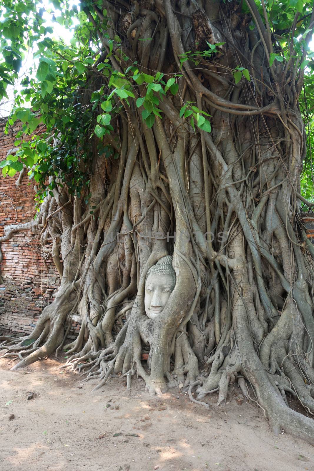 Head of sandstone buddha in tree root by tang90246