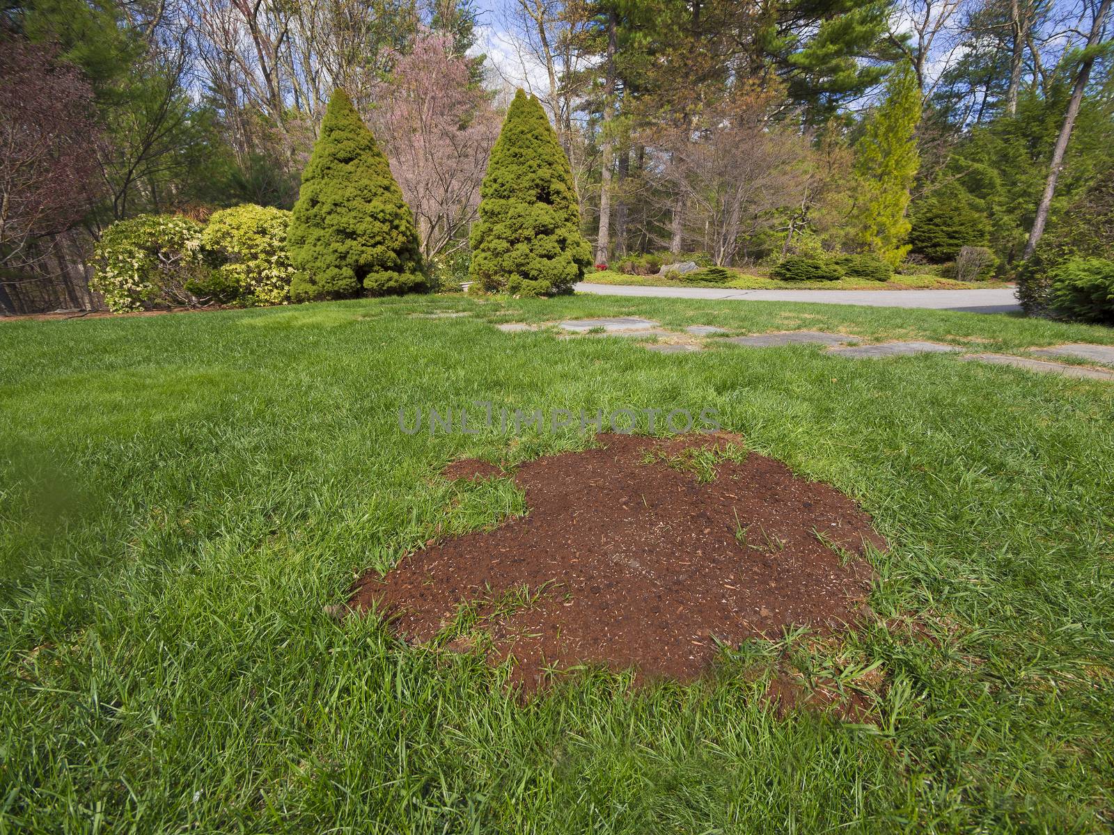 Seeding a patch of lawn after the ravages of a disease or frost burn
