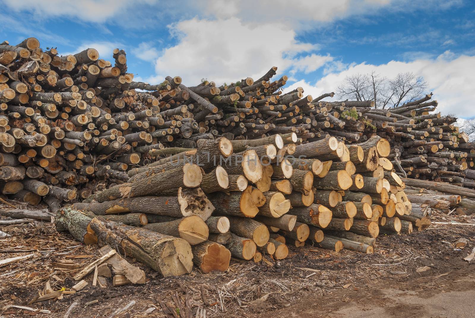 Pile of wood logs by f/2sumicron