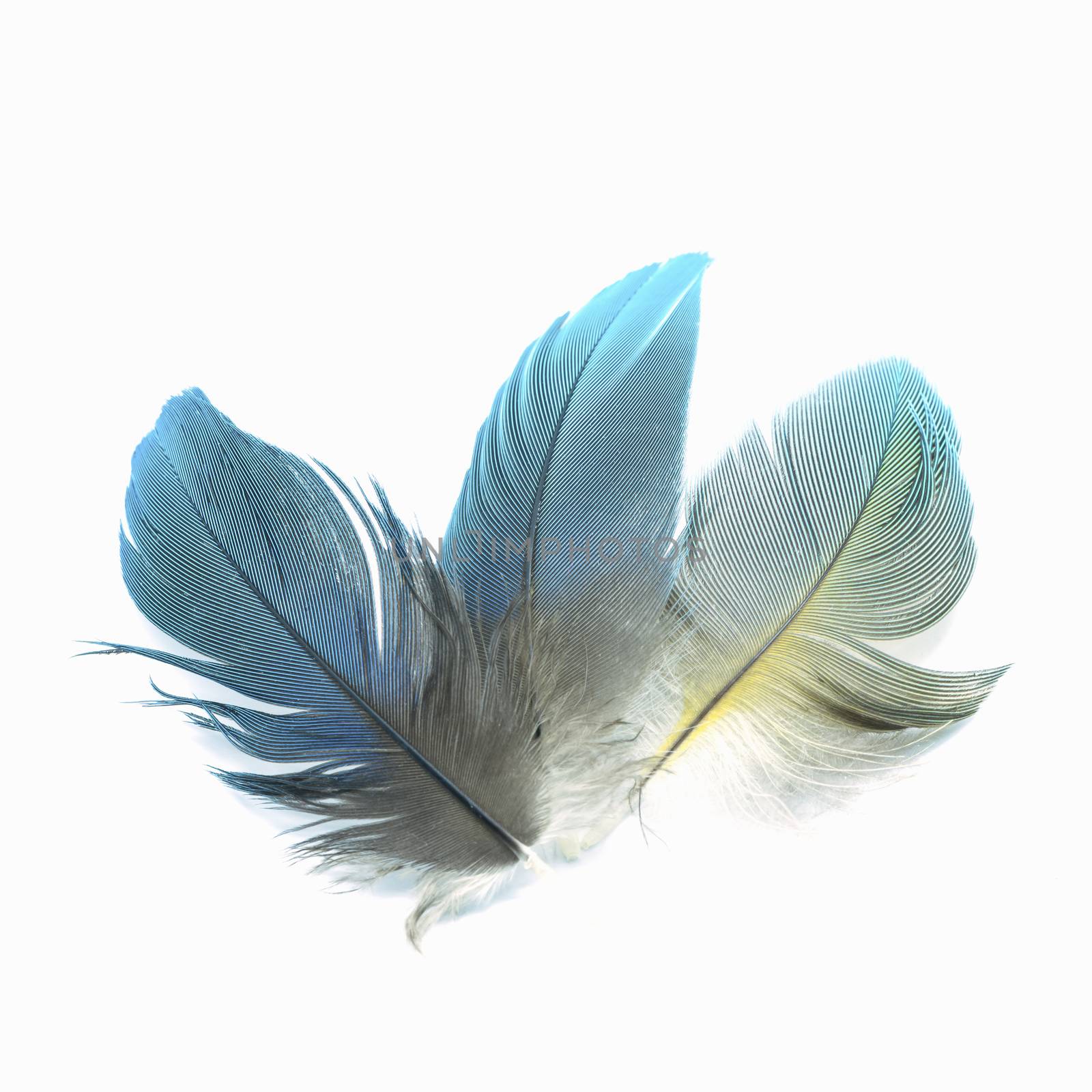 bird feathers isolated by panuruangjan