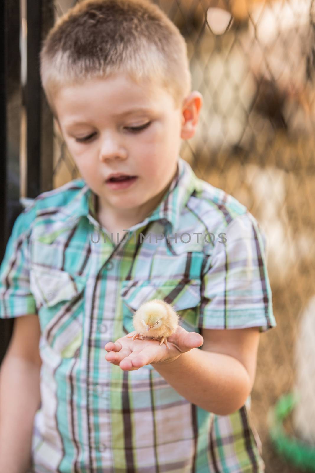 Curious boy holding a yellow baby chicken