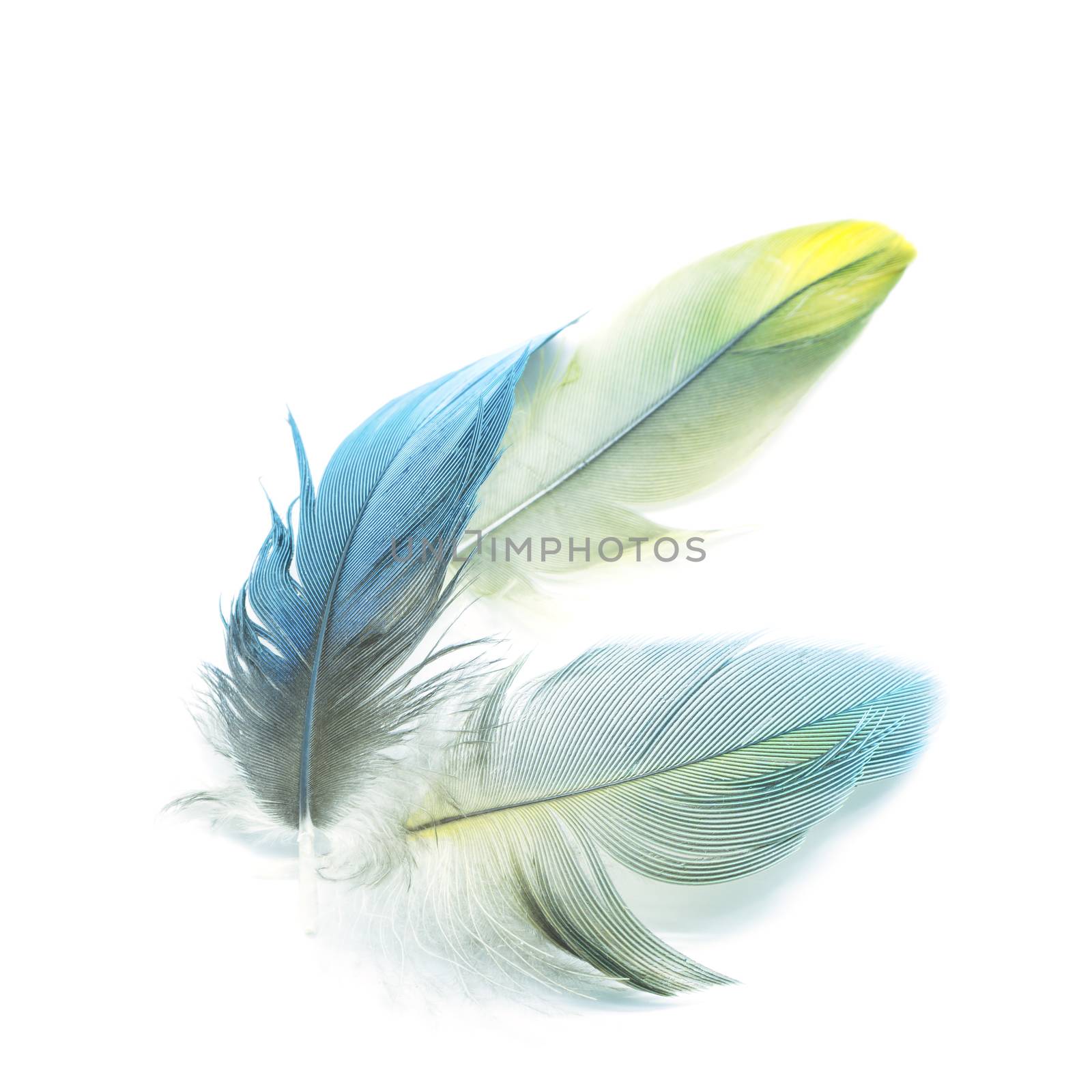 Colorful bird feathers, isolated on white background