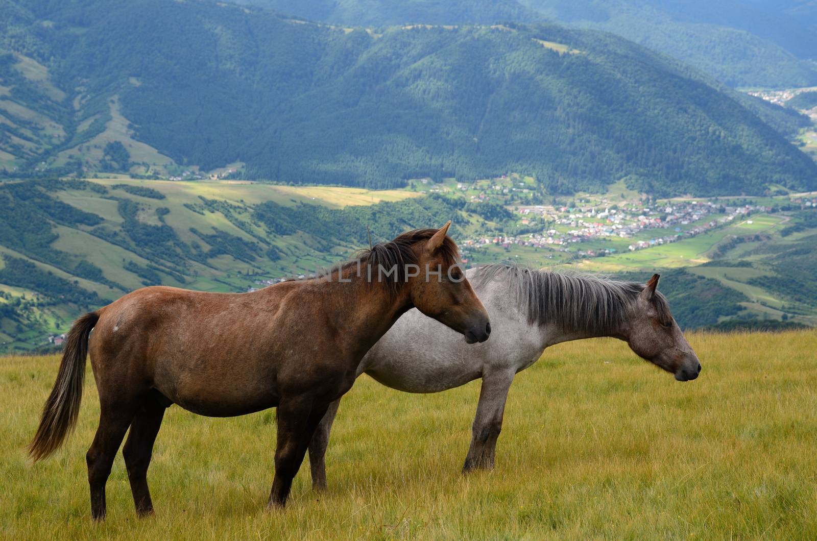 Two horses in mountains by AntonGorlin