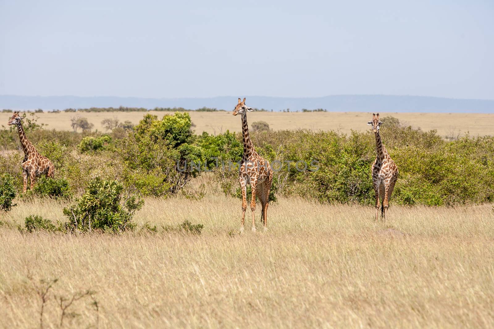 Three giraffe standing in grassland with blue sky background
