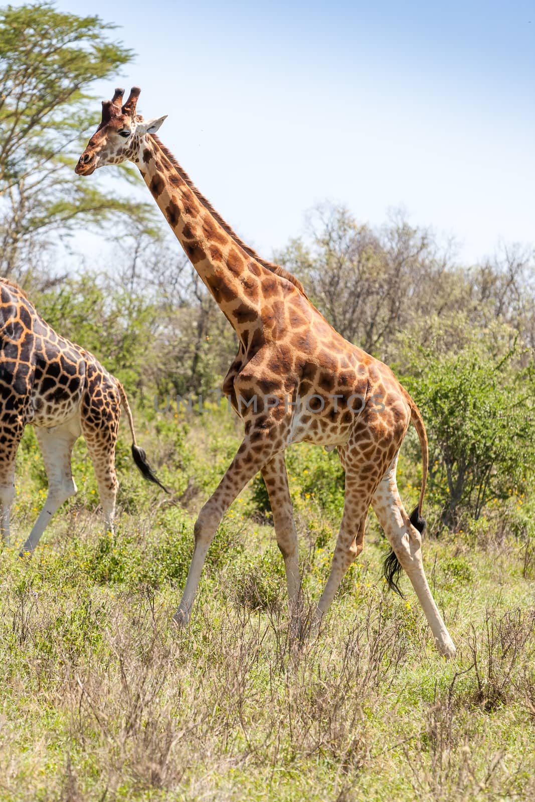 giraffe on a background of grass. Kenya, Africa