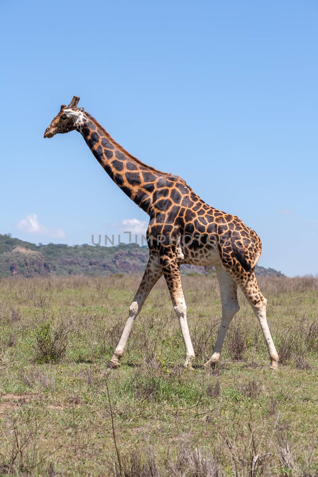 giraffe on a background of grass. Kenya, Africa