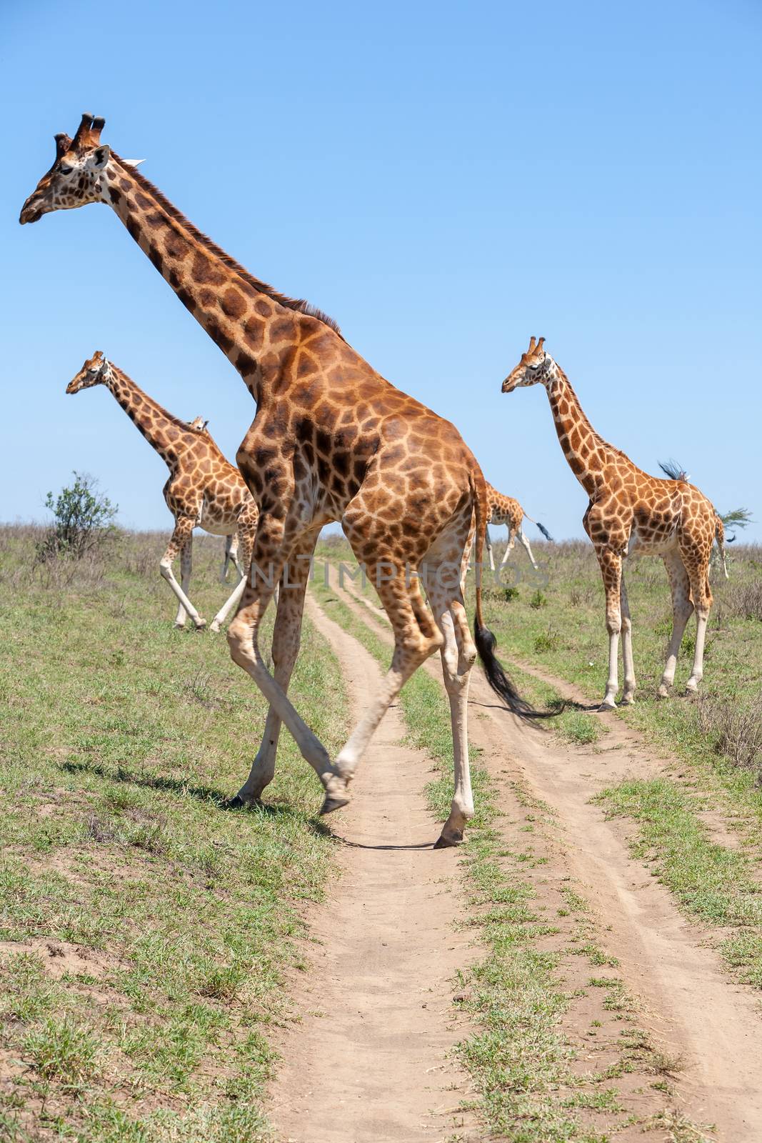 Wild giraffes herd in savannah, Kenya, Africa