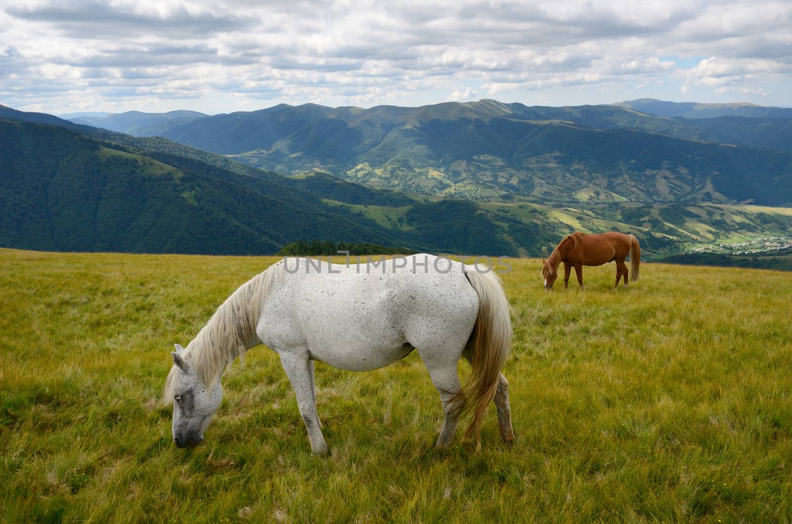 Yin yang black and white horses  feeding on the mountain pasture with mountains in background