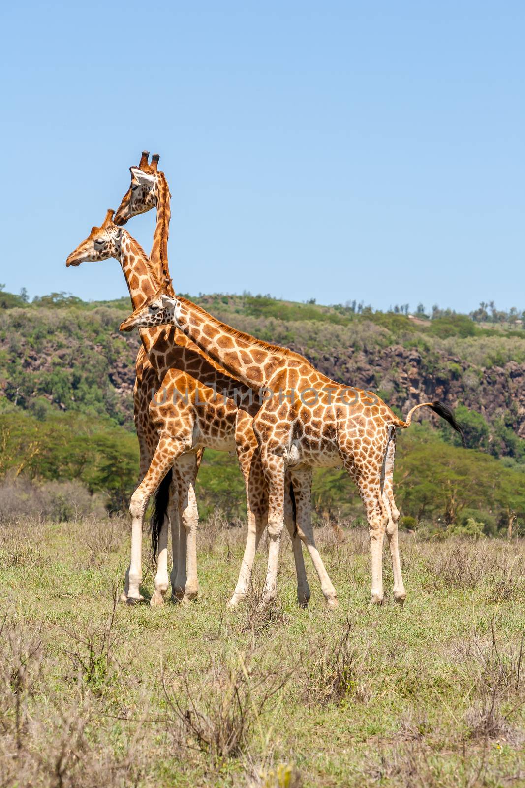 three wild giraffes herd in savannah, Kenya, Africa