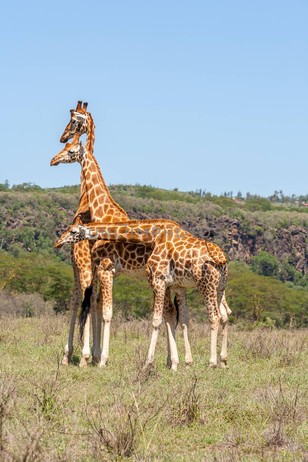 three wild giraffes herd in savannah, Kenya, Africa