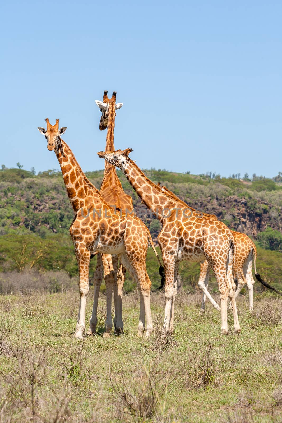three giraffes herd in savannah by master1305