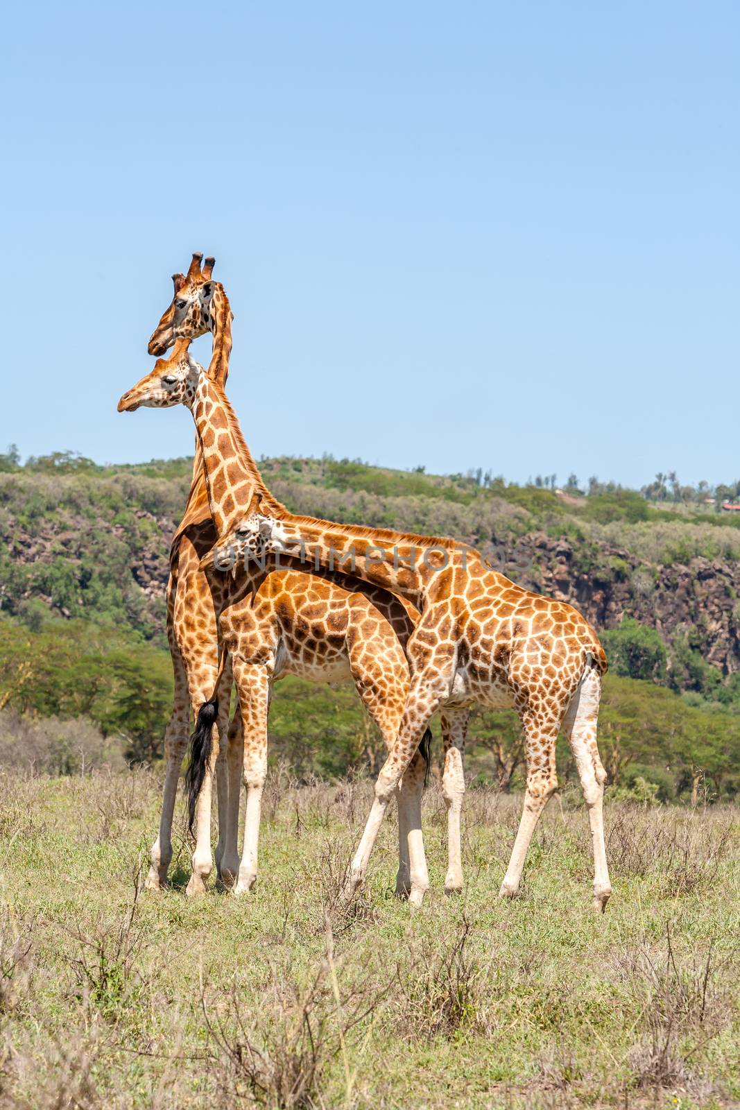 three wild giraffes herd in savannah, Kenya, Africa