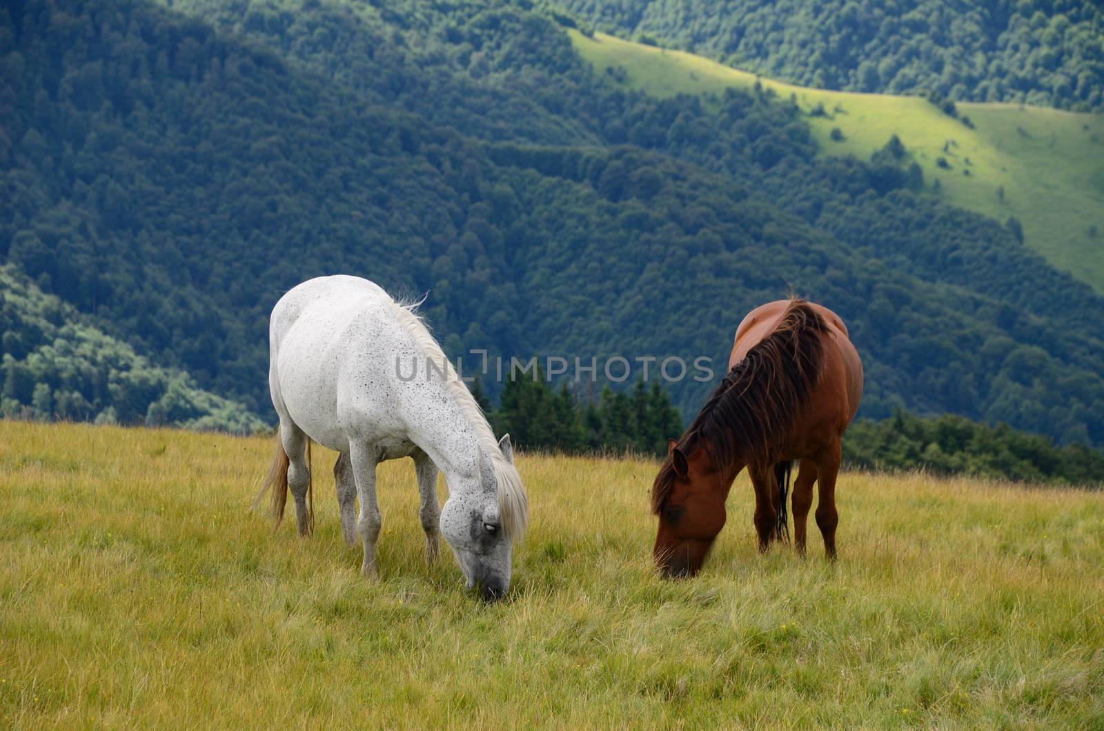 Yin yang black and white horses  feeding on the mountain pasture with mountains in background