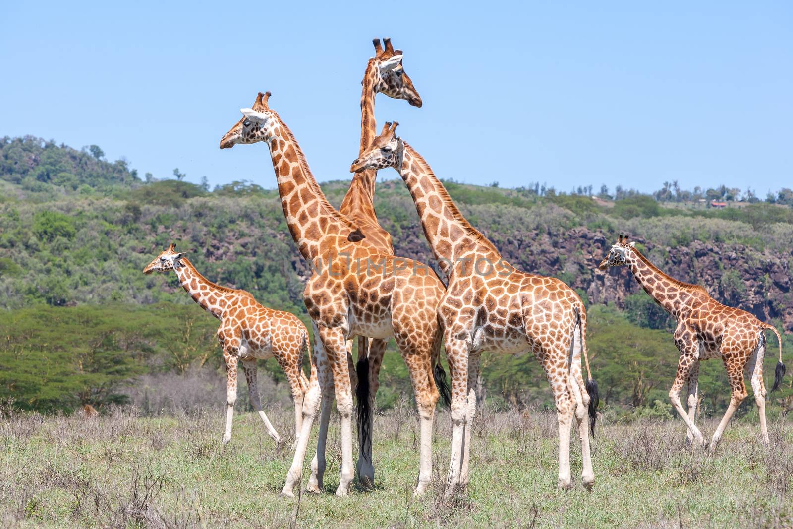 Wild giraffes herd in savannah, Kenya, Africa