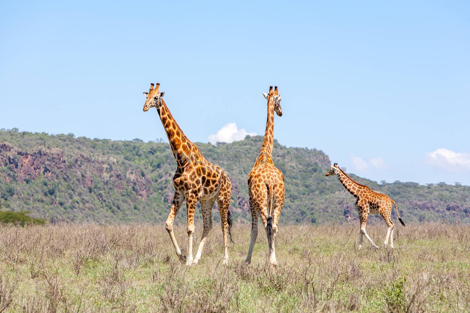 Three Wild giraffes herd in savannah, Kenya, Africa