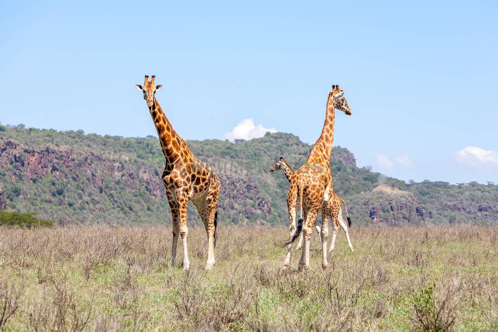 Three Giraffes herd in savannah by master1305