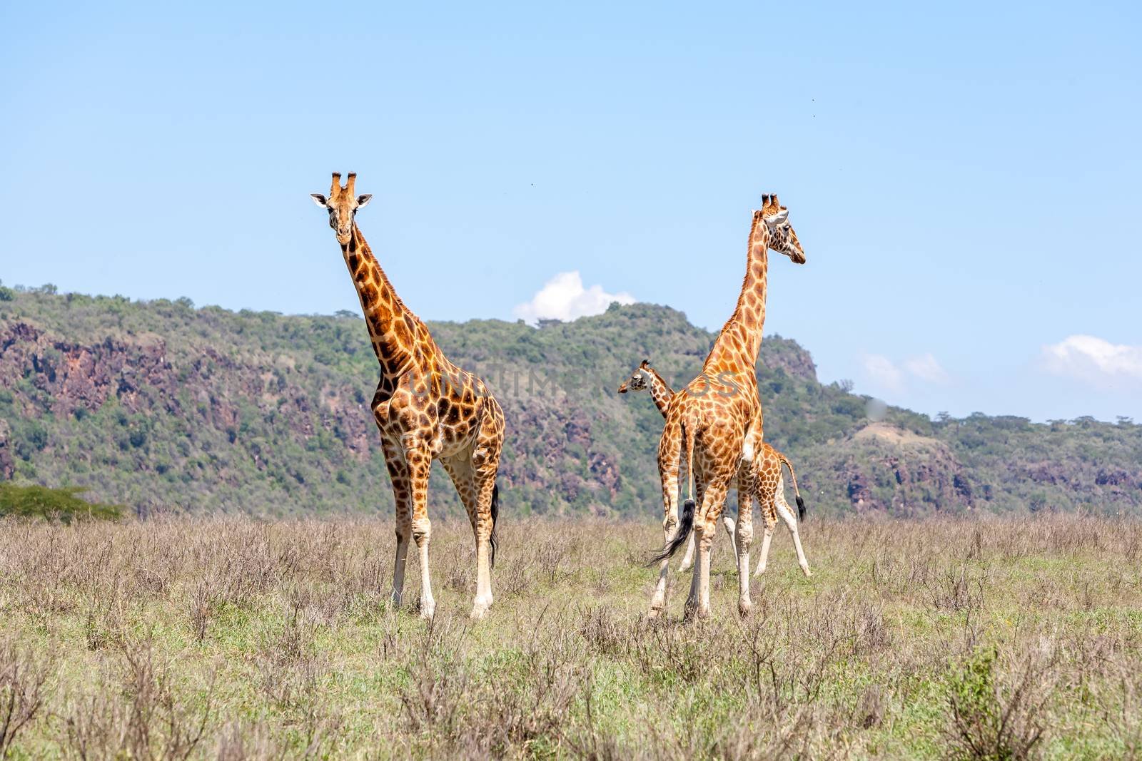 Three Wild giraffes herd in savannah, Kenya, Africa