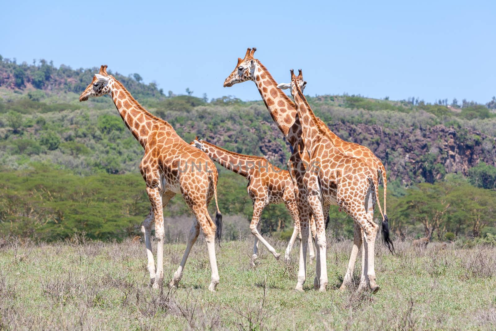 Wild giraffes herd in savannah, Kenya, Africa