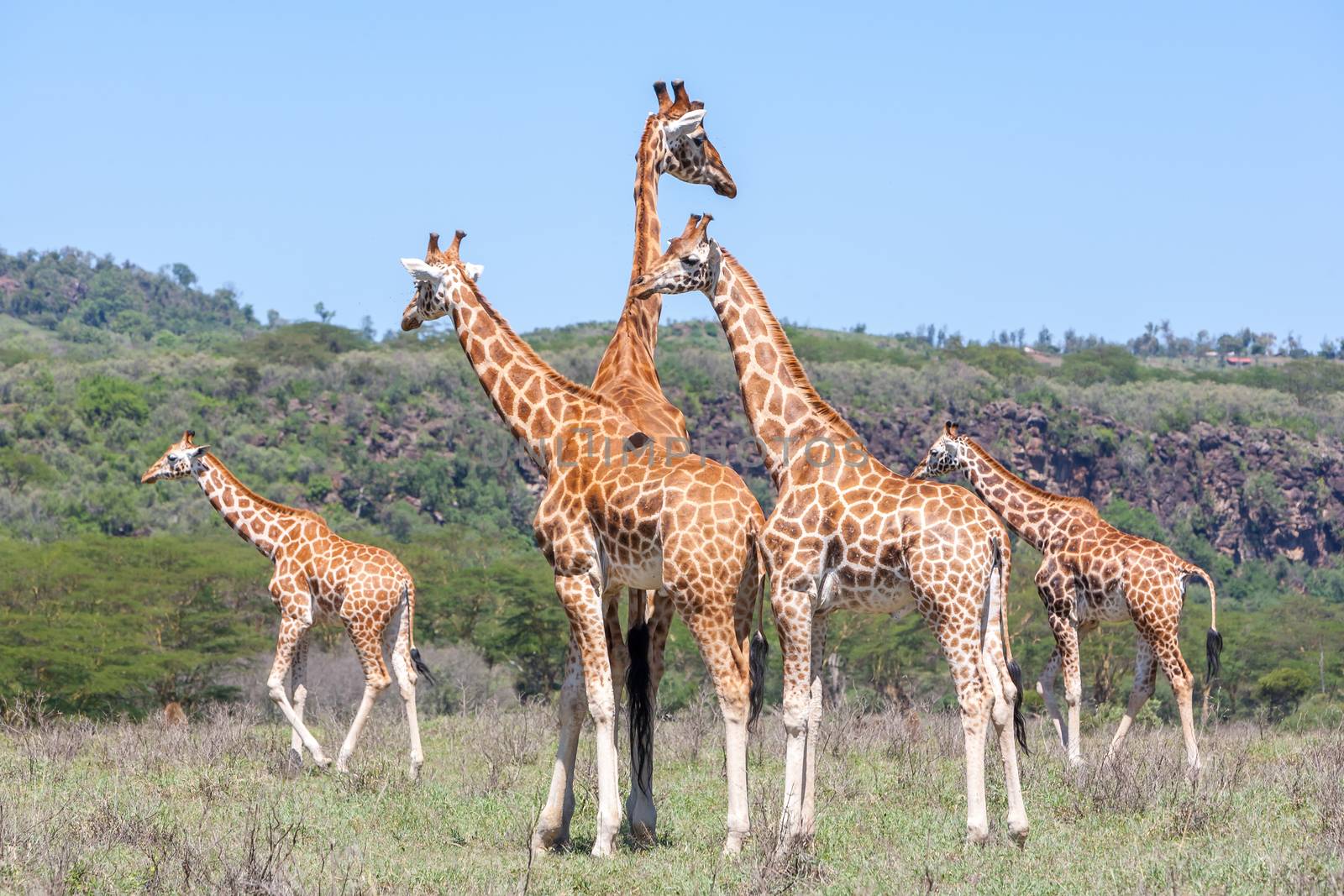 Wild giraffes herd in savannah, Kenya, Africa