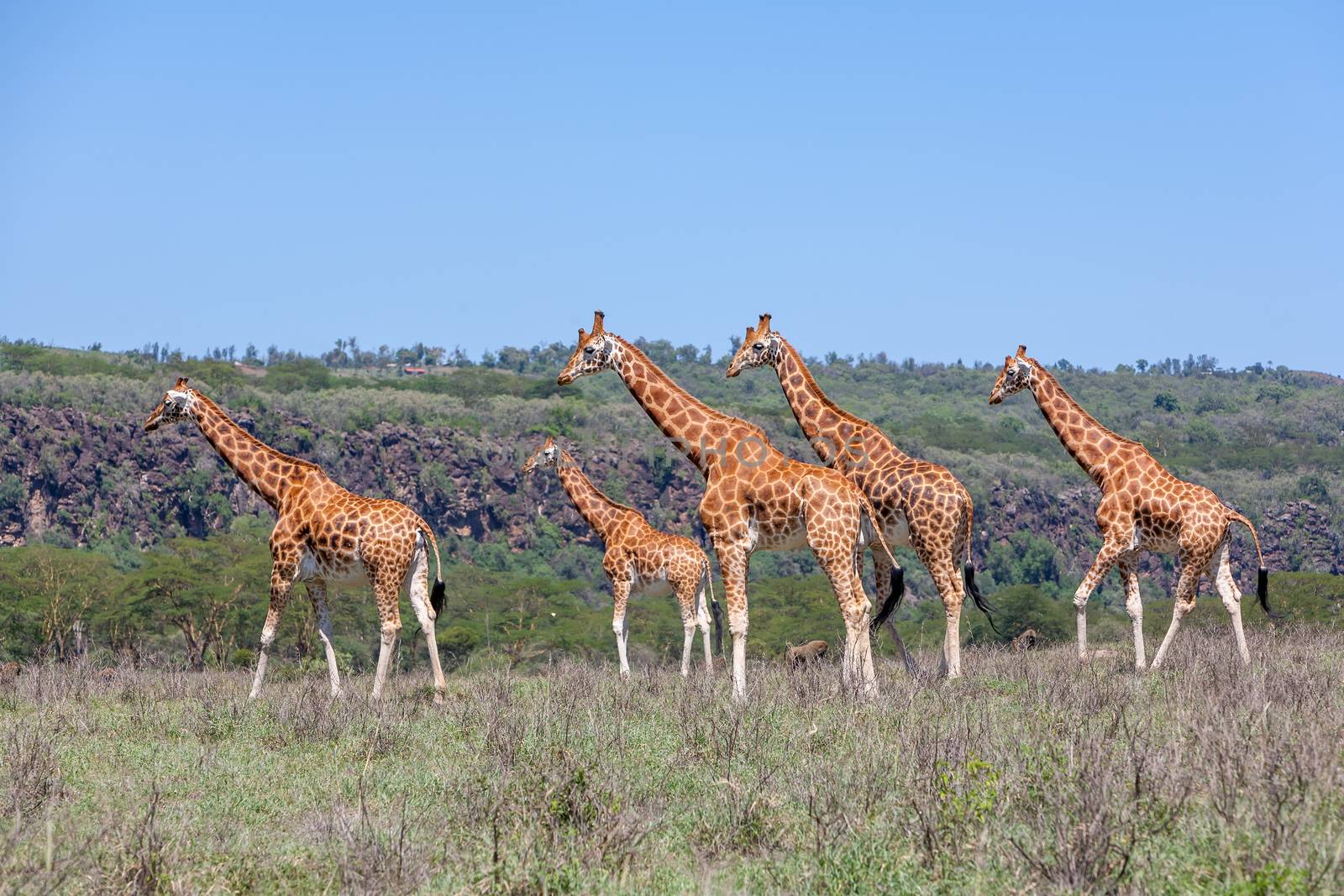 Giraffes herd in savannah by master1305