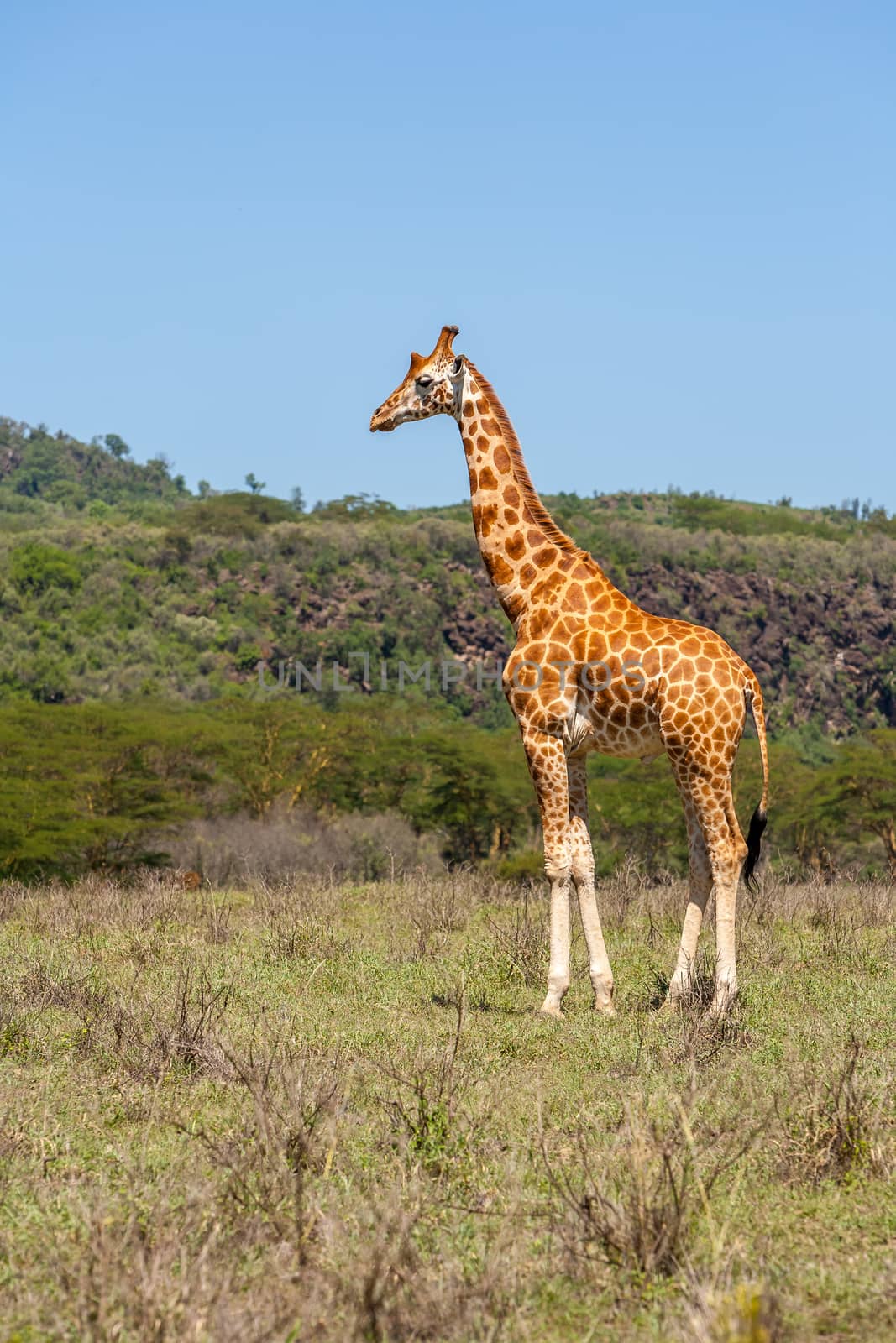 giraffe on a background of grass. Kenya, Africa