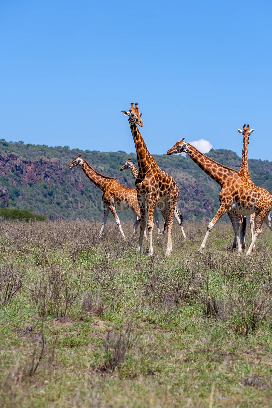 Wild giraffes herd in savannah, Kenya, Africa