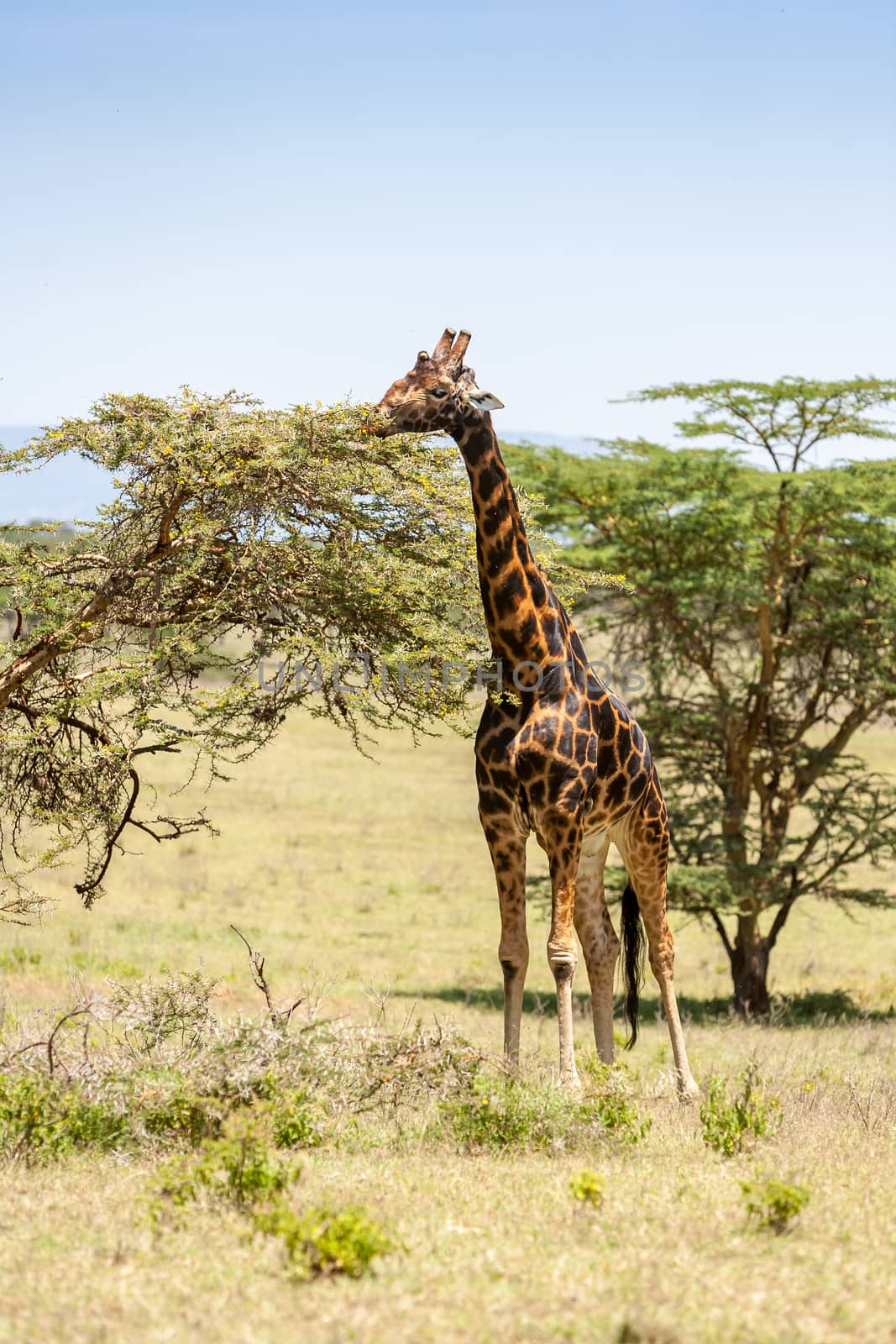 giraffe on a background of grass. Kenya, Africa