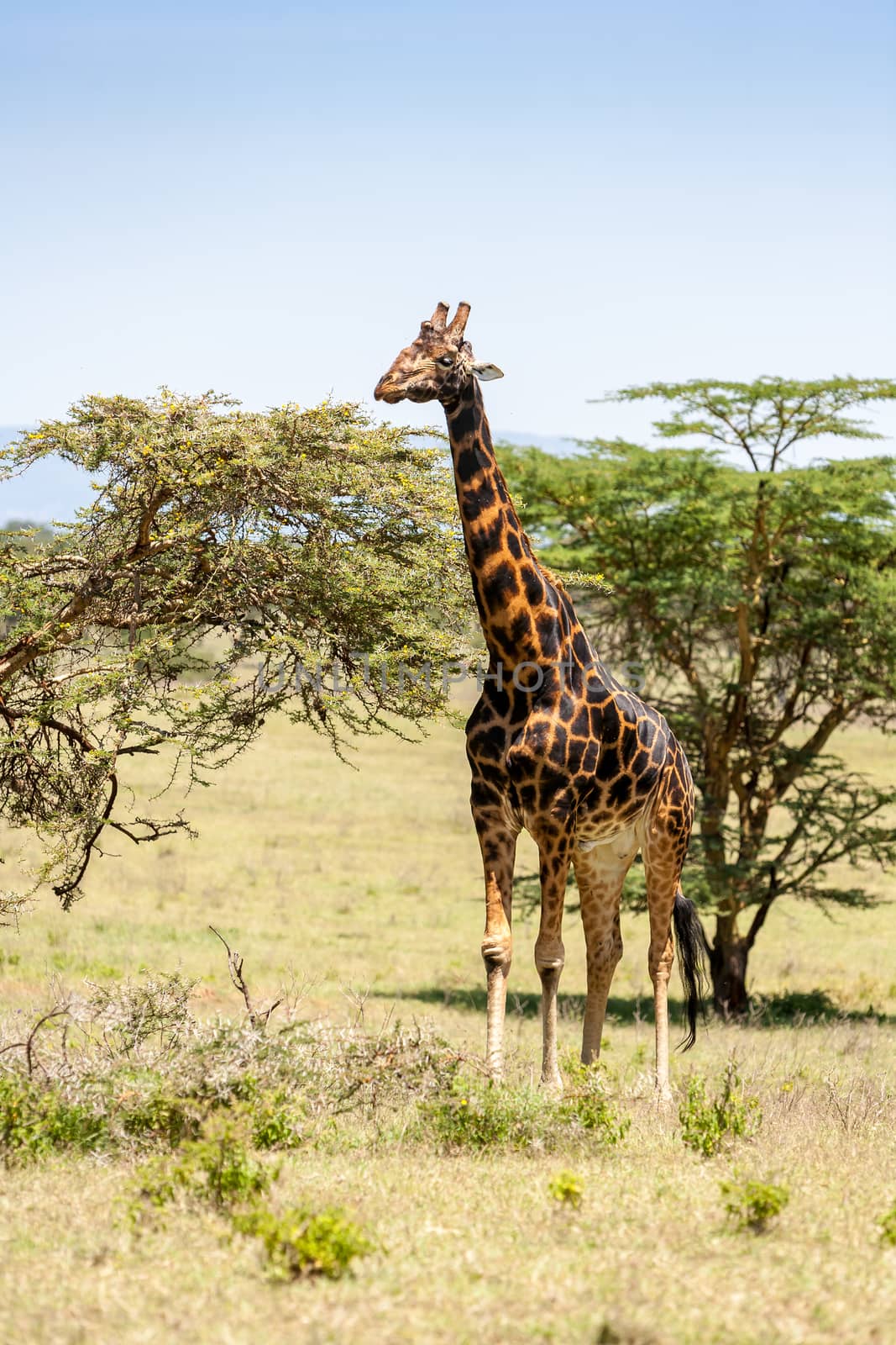 giraffe on a background of grass. Kenya, Africa